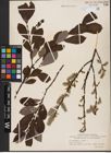 Foto von Salix aurita L. x Salix caprea L.